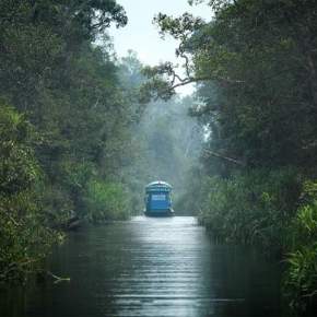 Magical Jungle Adventure to Tanjung Puting National Park Kalimantan